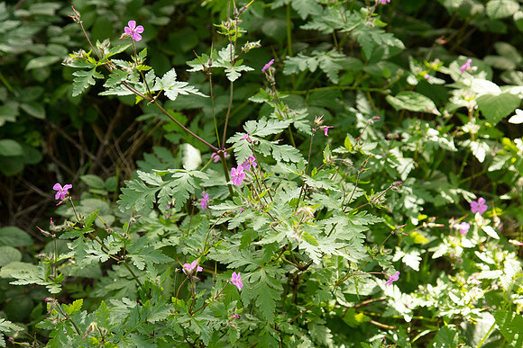 SIMMONDS_LC_Plant_Guide-0233_web