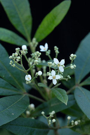 Simmonds_LC_Zieria_arborescens-3365