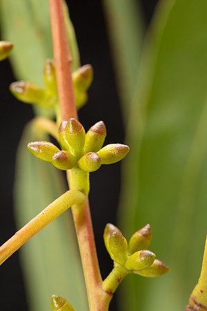Simmonds_LC_Eucalyptus_aromaphloia ?-3221