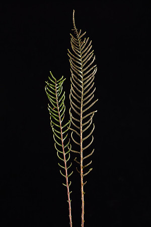 SIMMONDS_LC_Blechnum_chambersii_(Lancefern)-8611-2