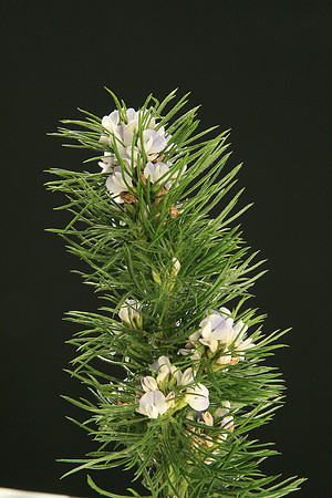SIMMONDS_LC_Psoralea_pinnata_(Blue Psoralea)-6464_web
