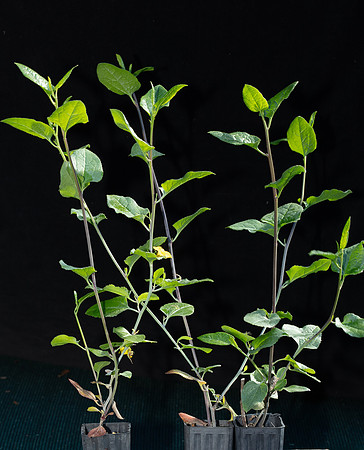 Simmonds_LC_Goodenia_ovata(from-cutting)-3129