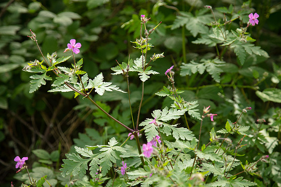 SIMMONDS_LC_Geranium_yeoi-0239_web