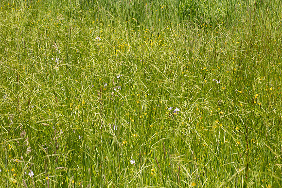 SIMMONDS_LC_Epilobiun_pallidiflorum-0125_web
