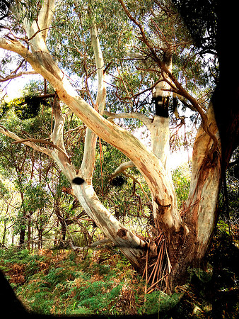 #27: "Elemental #3: Manna Gum" by Sandra Curtis (2021)