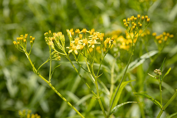 SIMMONDS_LC_Senecio_linearifolius-0084_web