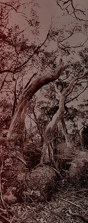 #35: "A Bush Romance" by Sandra Curtis (2019)