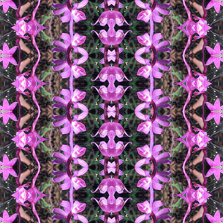 #37: Rosy Hyacinth Orchid" by Sandra Curtis (2021)