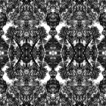 #36: "Eucalypt Canopy" by Sandra Curtis (2021)