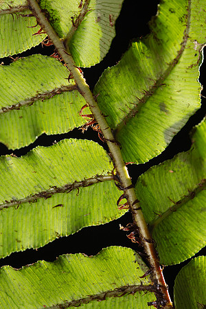 SIMMONDS_LC_Blechnum_wattsii(Hard_Waterfern)-8631-2