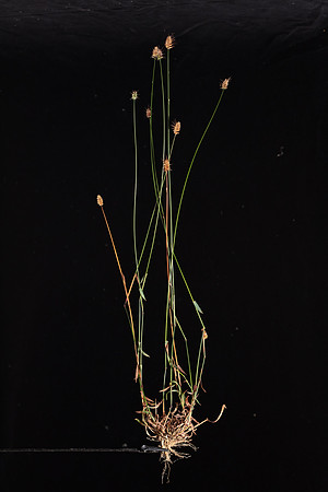 Simmonds_LC_Echinopogon-ovatus_Hedge-Hog_grass-2524