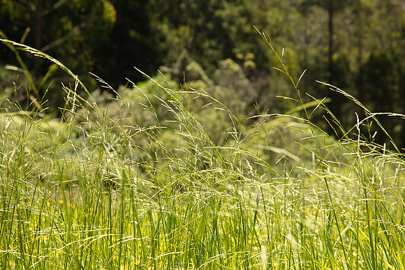 SIMMONDS_LC_Plant_Guide-0100