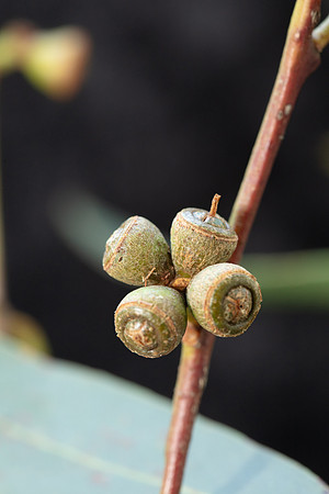 Simmonds_LC_Eucalyptus_aromaphloia ?-3224