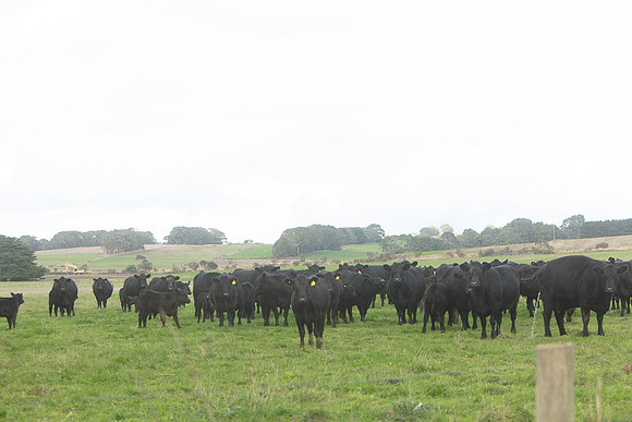 Simmonds_Dillon_Farm_3-4289_web