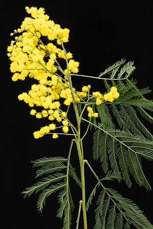 Simmonds_LC_Acacia_decurrens-3857