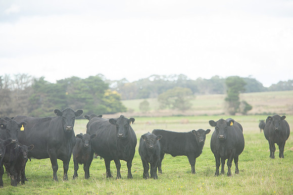 Simmonds_Dillon_Farm_3-4297_web