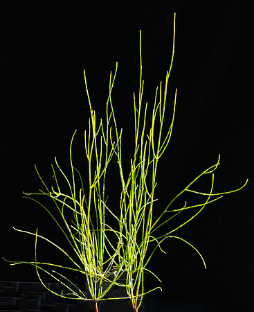 Simmonds_LC_Allocasuarina-3112