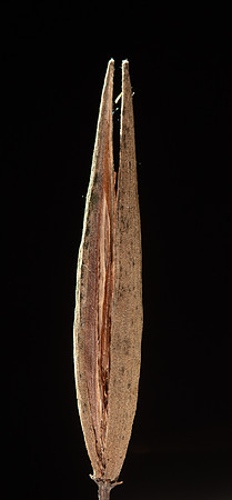 Simmonds_LC_Parsonsia_brownii-6293