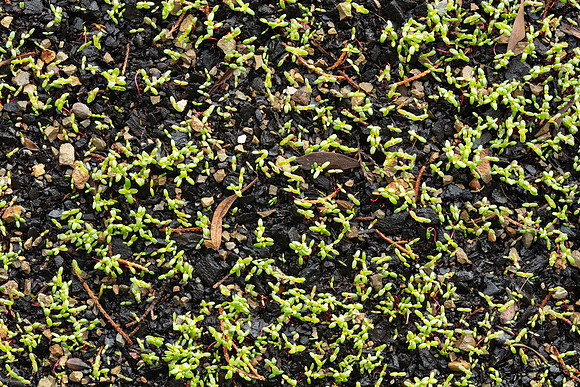 Simmonds_Leptospermum_scoparium-3087