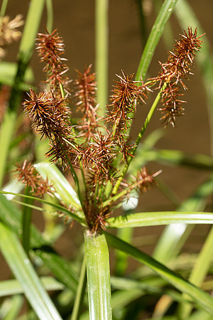 SIMMONDS_CYP_Cyperus_lucidus-0155