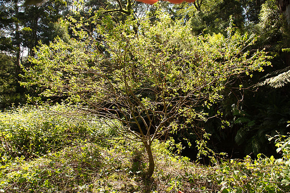 SIMMONDS_LC_Plant_Guide-0208