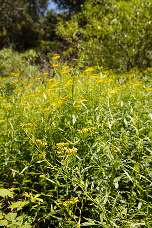 SIMMONDS_LC_Plant_Guide-0077