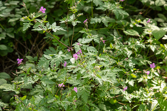 SIMMONDS_LC_Plant_Guide-0235