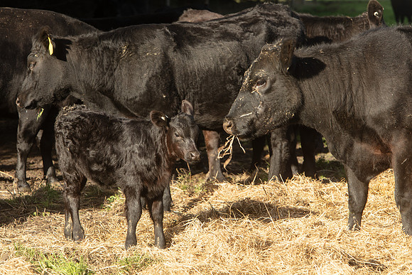 Simmonds_Dillon_Farm_3-4353_A4