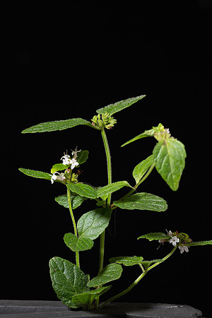Simmonds_LC_Mentha_laxiflora-2471
