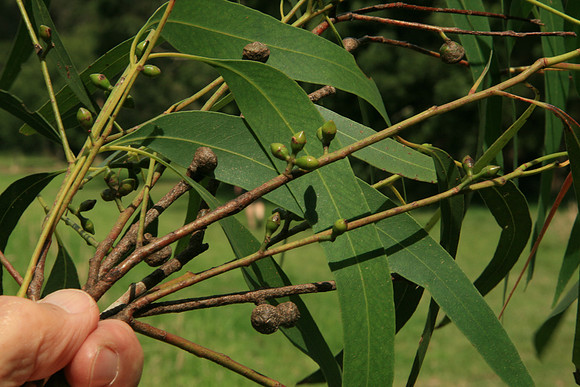 SIMMONDS_LC_Eucalyptus_viminalis_(Manna-Gum)-7067