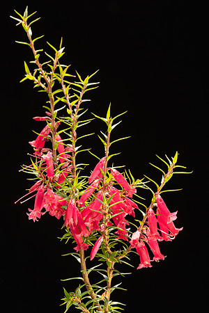 SIMMONDS_LC_Epacris_impressa-2239