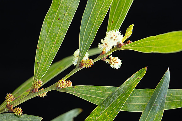 Simmonds_LC_Acacia_leprosa_ssp_magna-3807