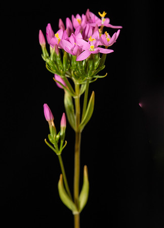 Simmonds_LC_Centaurium-erythraea_common_sentaury-2054