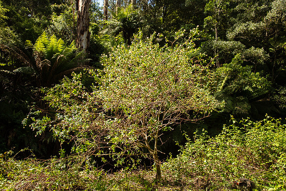 SIMMONDS_LC_Plant_Guide-0217
