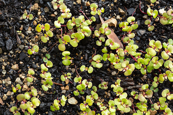 Simmonds_Eucalyptus_obliqua(Coastal-form)-3089