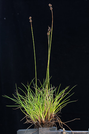 SIMMONDS_LC_Juncus_planifolius-2706