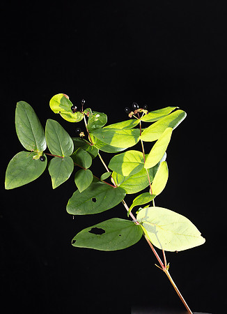 Simmonds_Hypericum_androsaemum-2-7
