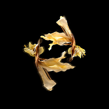 The Last Pas de Deux Series