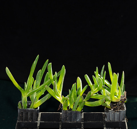 Simmonds_LC_Carpobrotus_rossii-3145