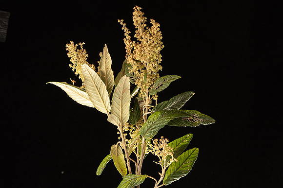SIMMONDS_LC_Plant_Guide-0025