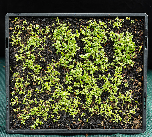 Simmonds_LC_Olearia_argophylla_(seedlings)-3079