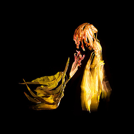 The Last Pas de Deux Series