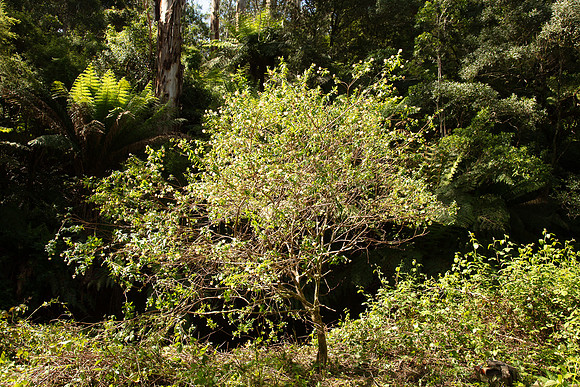 SIMMONDS_LC_PImelea_ligustrina-0215_web