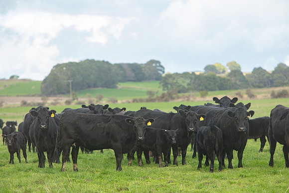 Simmonds_Dillon_Farm_3-4284_web