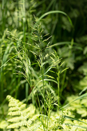 SIMMONDS_LC_Poa-trivialis-0164_web
