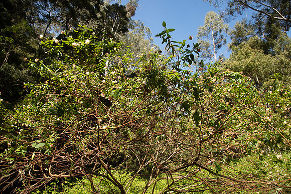 SIMMONDS_LC_Plant_Guide-0224