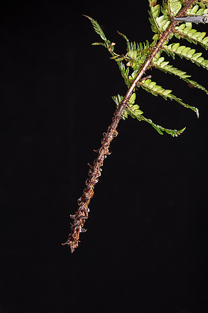Simmonds_LC_Polystichum_proliferum,,-6980-2