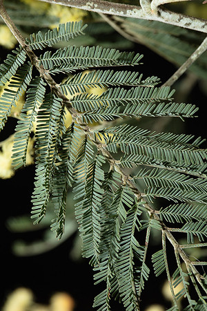 Simmonds_LC_Acacia_dealbata-3852