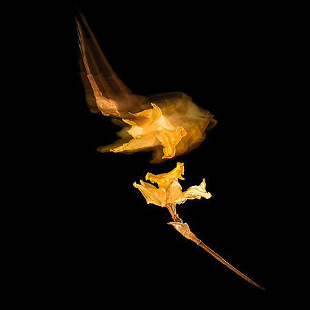 The Last Pas de Deux Series