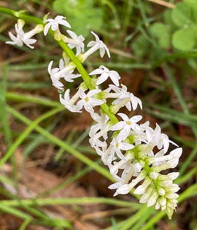 Simmonds_LC_Stackhousia_monogyna-8291